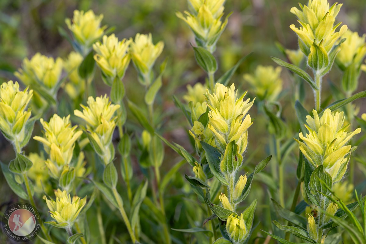 Alaska Indian Paintbrush