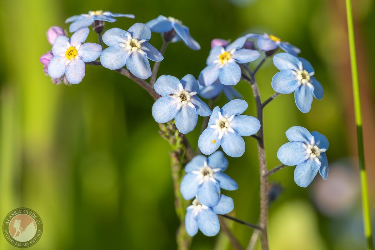 Alpine forget-me-not