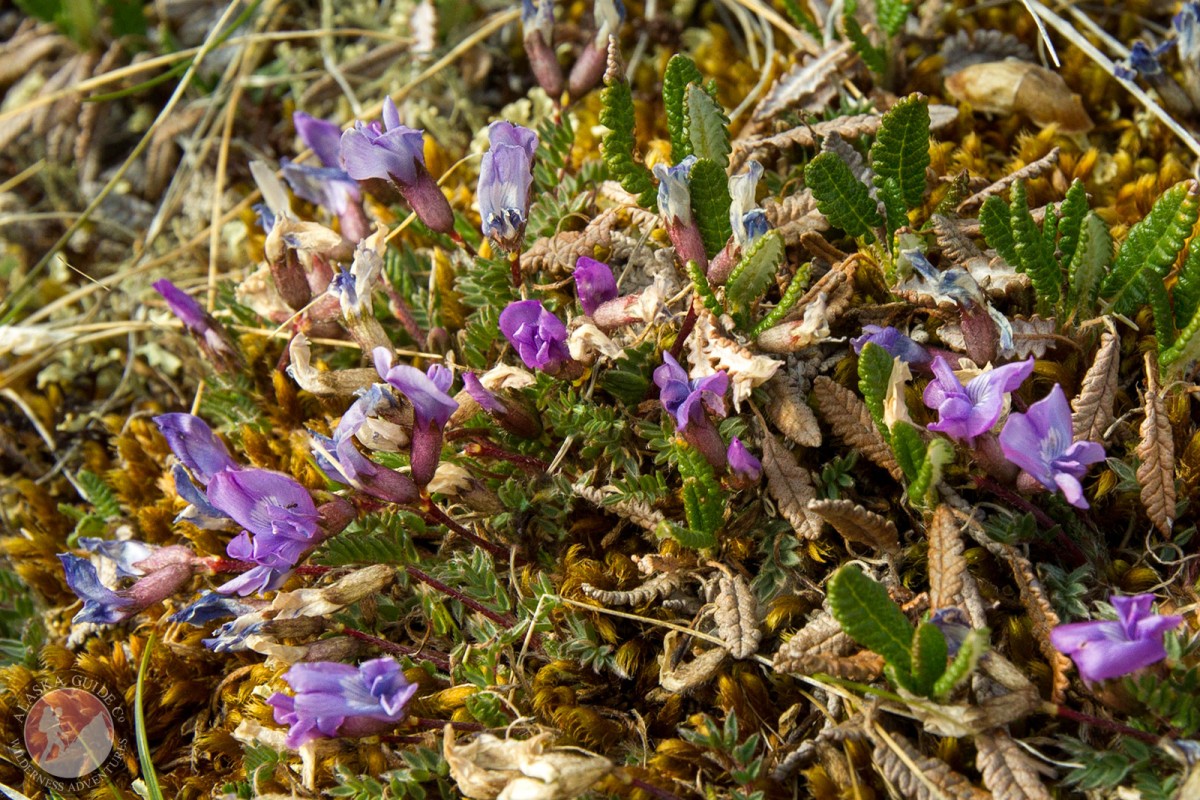 Blackish Locoweed