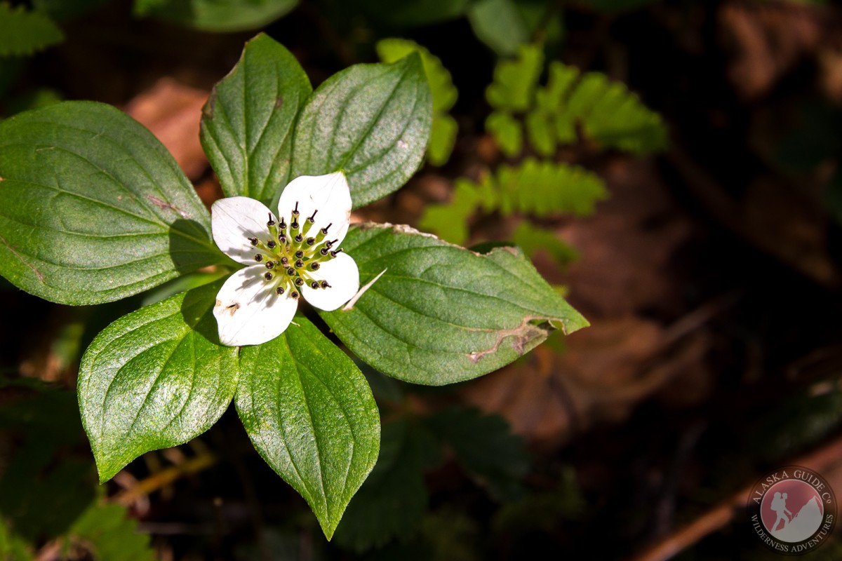 Canadian Bunchberry