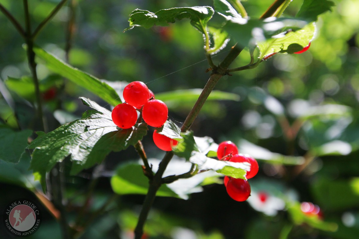 Highbush Cranberry