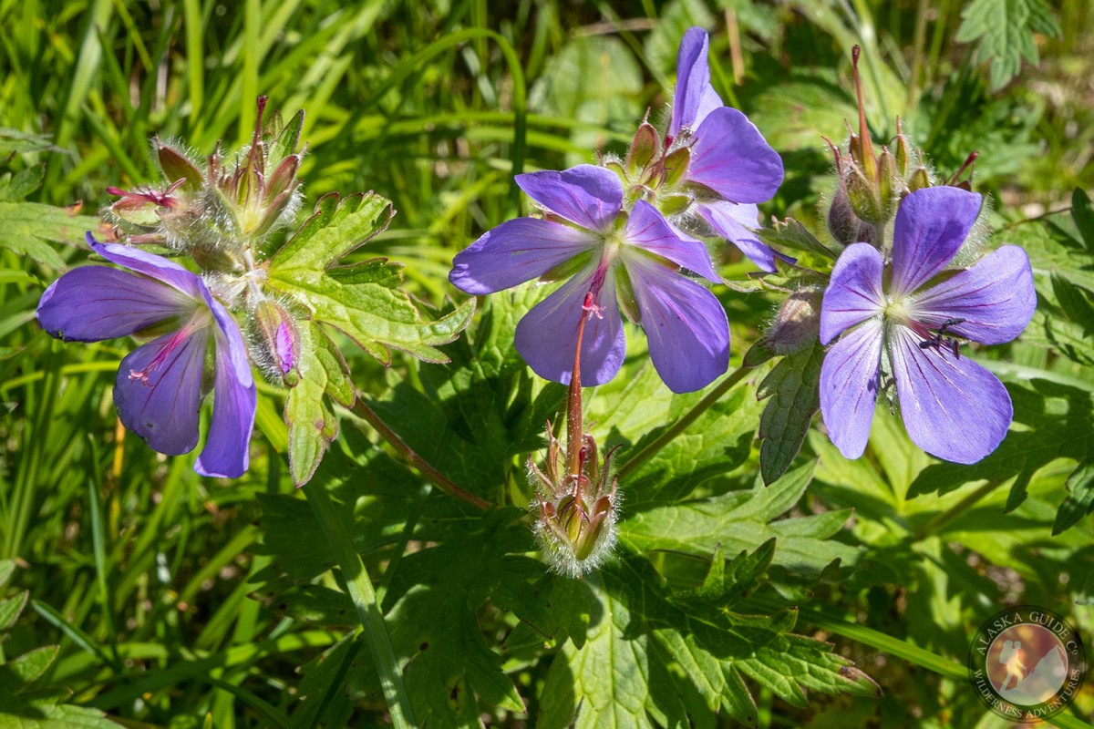 Wild Geranium