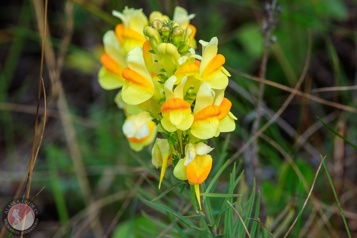 Yellow Toadflax