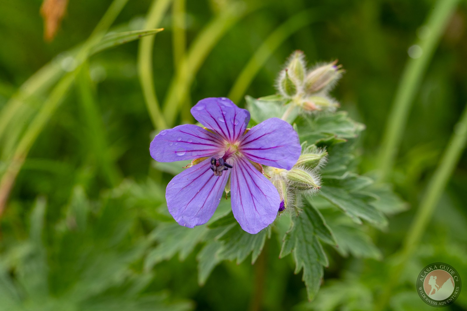 Woolly Geranium