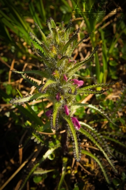 An early shoot of woolly lousewort growing on Thompson Pass, near Valdez.