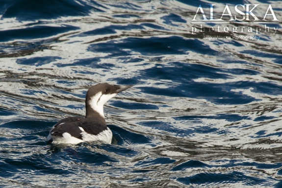 A common murre in Port Valdez.