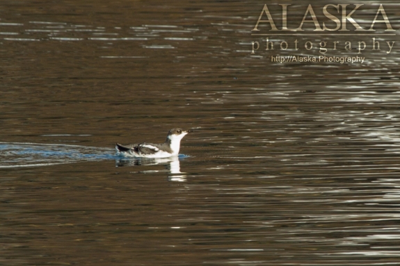 Marbled Murrelet in Shoup Bay.