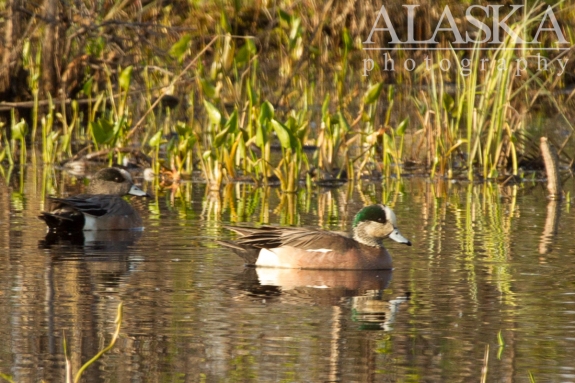 American wigeon swim in a pond along Goldstream Creek.