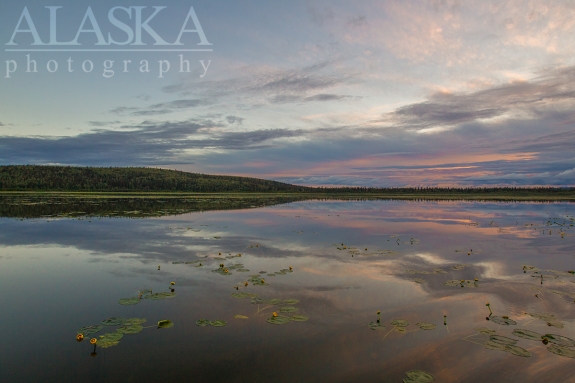 More water lilies resting in Quartz Lake.