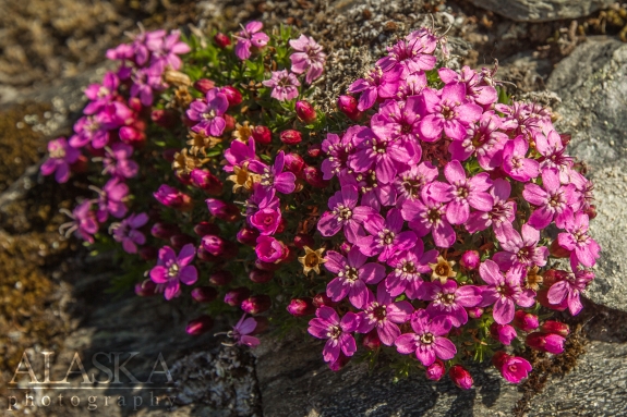 Moss Campion growing on Thompson Pass, near Valdez.