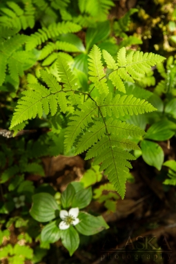 This oak fern was found in the forest above Keystone Canyon, near Valdez.