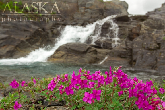 Dwarf fireweed grows below a set of falls on Ptarmigan Creek.