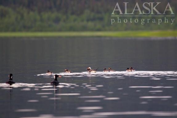 Scoters and Oldsquaws lounge on Quartz Lake.