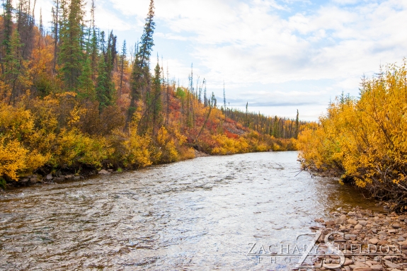 You may drive out to the Nome Creek put in and float about 1.5 miles to join with Beaver Creek.