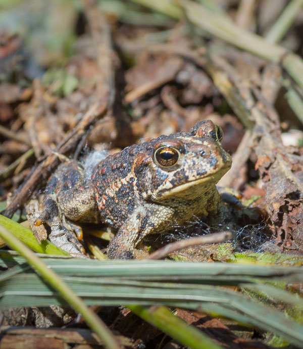 Amphibians of Alaska