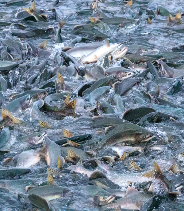 Fish of Alaska