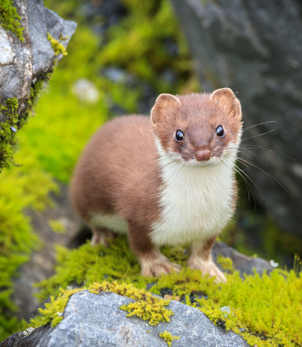 Mammals of Alaska