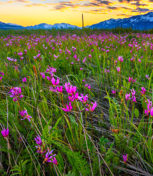 Plants of Alaska