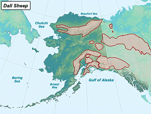 Habitat of Dall Sheep in Alaska