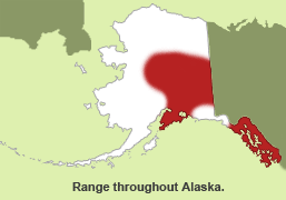 Habitat of Northern Flying Squirrel in Alaska