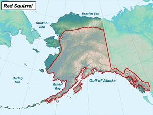 Habitat of American Red Squirrel in Alaska