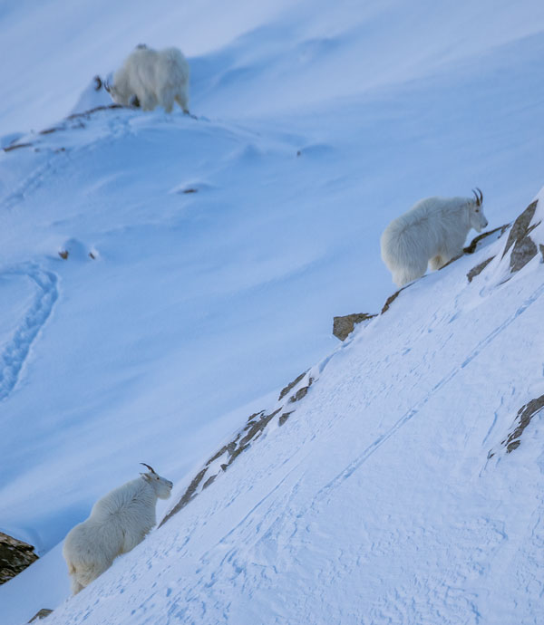 Winter Mountain Goat Photography Guided Tour