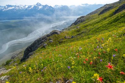 Hiking through the wildflowers in the alpine.