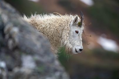 Mountain Goat at Glacier Lookout.