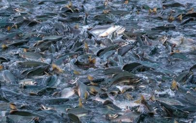 Watching the salmon spawn in July and August is something else here in Valdez.