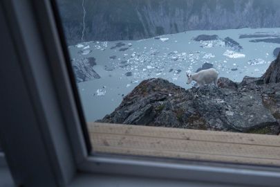 Tolkien the lookouts resident mountain goat wandering around outside the lookout.