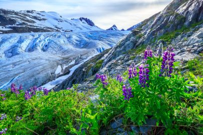 Lupine growing along the edge of Worthington Glacier