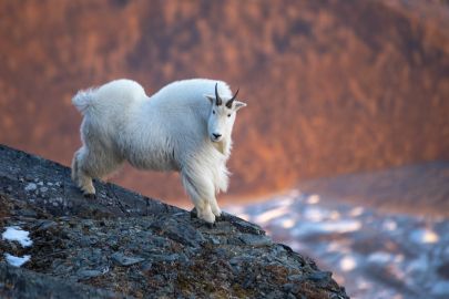 A mountain goat strikes a pose during the hike back to the lookout in October.