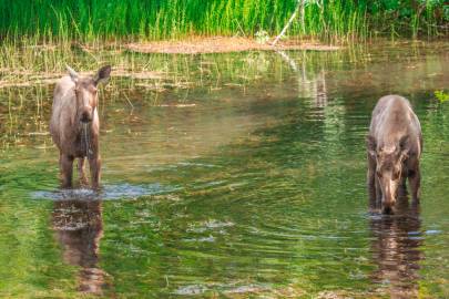 Moose at the 19-mile ponds. 