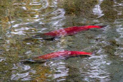 See sockeye spawn in early September.