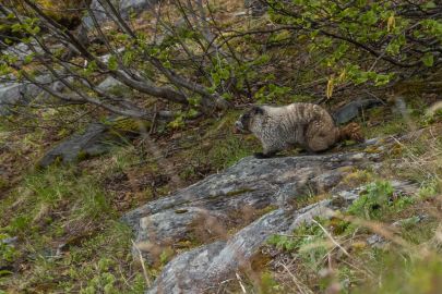 A marmot whistles while hiking along the low alpine.