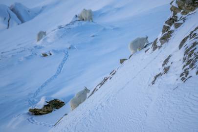 Winter Mountain Goat Photography Guided Tour