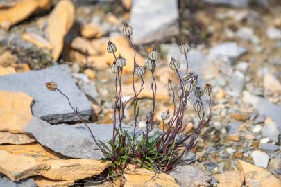 Nodding campion