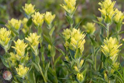 Alaska Indian Paintbrush