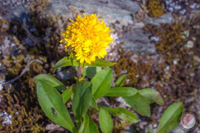 Alpine Goldenrod