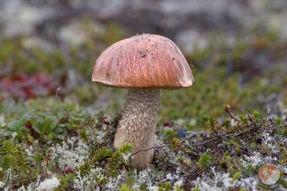 Alpine Scaber-Stalk