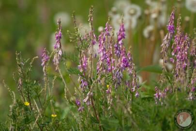 Alpine Sweetvetch