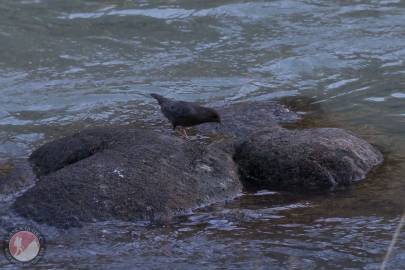 American Dipper