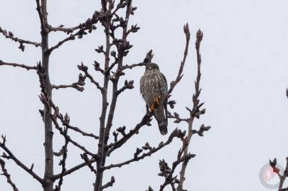 American Kestrel