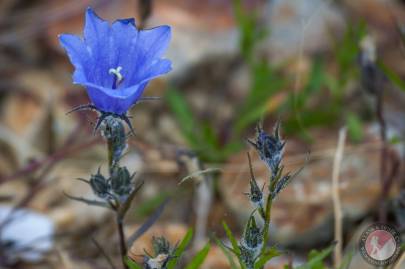 Arctic Bellflower