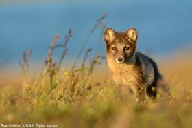 Arctic Fox