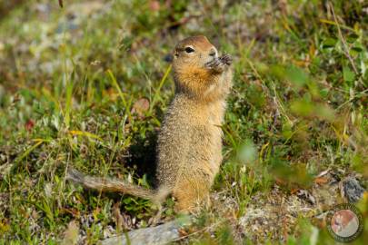 An arctic ground squirrel off the Savage River Loop Trail, in Denali National Park.