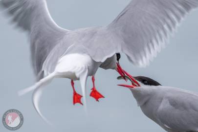 Arctic Tern