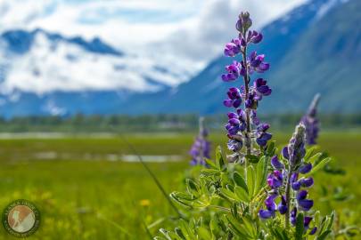 Arctic lupine