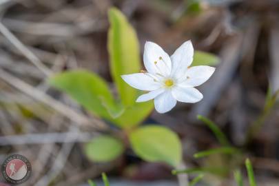 Arctic starflower