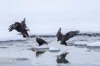 Bald Eagle